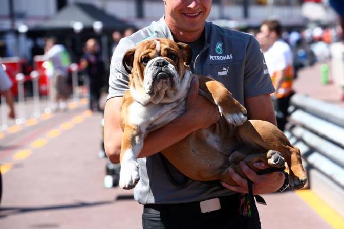 Questo  un ospite speciale,  Roscoe, il cane di Lewis Hamilton. Lapresse